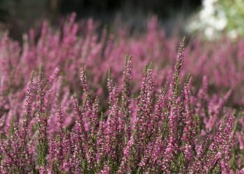 Czar jesiennych kwiatów