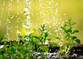 Jak-wybrac-dekoracyjny-zbiornik-na-deszczowke-Korzysci-jakie-przynosi