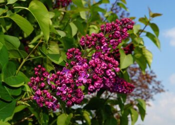 Ogród atrakcyjny przez cały rok - kolorowe krzewy