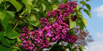 Ogród atrakcyjny przez cały rok - kolorowe krzewy