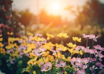 Przydomowa łąka kwietna - odpoczynek dla oczu i natury