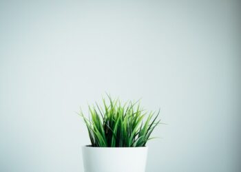 Trawy ozdobne do domu i na balkon