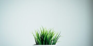 Trawy ozdobne do domu i na balkon